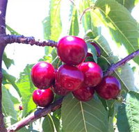 Ballinaclash Orchard and Cellar Door - Attractions