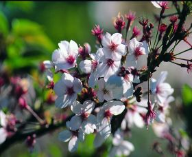 Sakura Avenue - Attractions 0