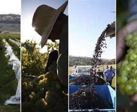 Ross Hill Wines - Attractions 1