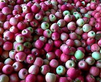 Hillside Orchard
