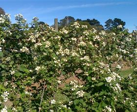 Huntley Berry Farm - Attractions 0