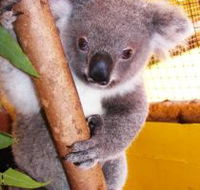 Cooberrie Park Wildlife Sanctuary - Attractions