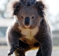 Koalas in Gunnedah - Attractions