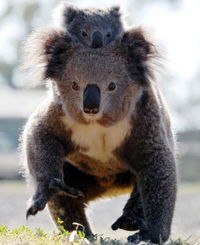 Koalas in Gunnedah