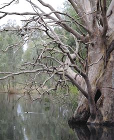 Wonga Wetlands - Attractions 3