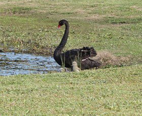 Wonga Wetlands - Attractions 6