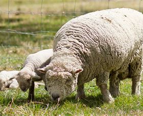 Short Sheep Micro-Winery - Attractions 6