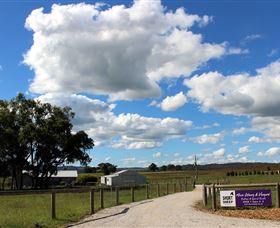 Short Sheep Micro-Winery - Attractions 8