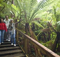 Otway Fly Treetop Adventures - Attractions