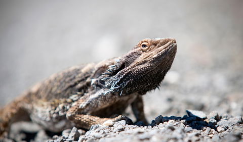 Coolah Tops National Park - Attractions Las Vegas 3
