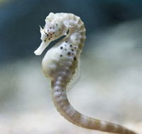 SEA LIFE Melbourne Aquarium - Attractions