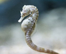 SEA LIFE Melbourne Aquarium - Attractions 0
