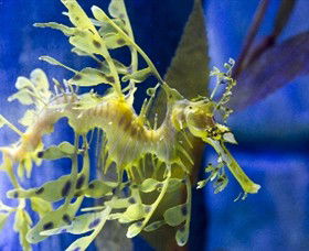 SEA LIFE Melbourne Aquarium - Attractions 1