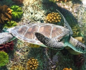 SEA LIFE Melbourne Aquarium - Attractions 5