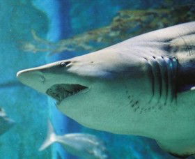 SEA LIFE Melbourne Aquarium - Attractions 8