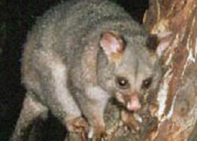 Moondarra State Park - Attractions 0