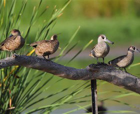 Jerrabomberra Wetlands - Attractions 0