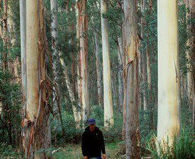 Blue Gum Forest - Attractions Las Vegas 0