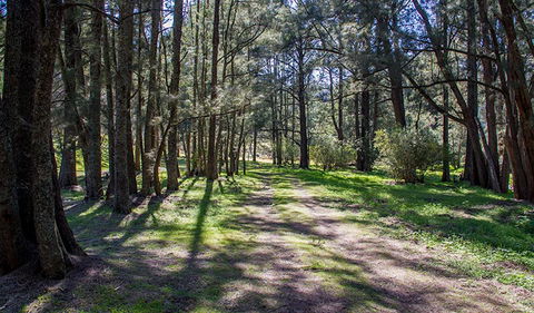 Wombeyan Waterfall Walking Track - Attractions 0