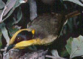 Yallourn North VIC Attractions