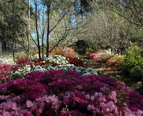 Wildwood Garden - Attractions 2
