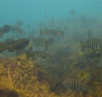 Bunurong Marine and Coastal Park - Attractions