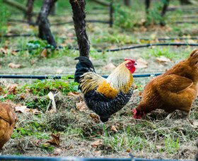 Lark Hill Biodynamic Winery - Attractions 3