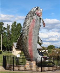 Big Trout - See Attractions 0