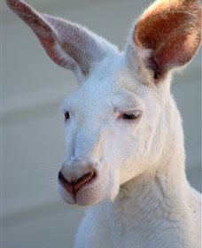 Discovery Bay Tourism Experience - Attractions Las Vegas 1