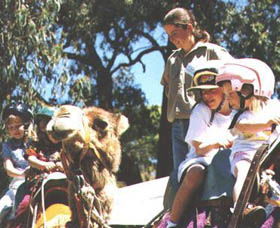 Calamunnda Camel Farm  - Attractions 2