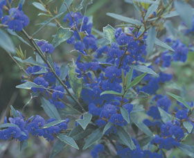 Kalamunda National Park - Attractions 2