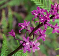 Cassinia walking track - Attractions