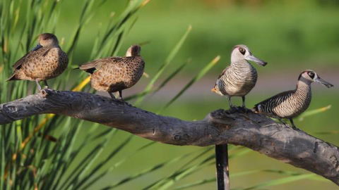 Jerrabomberra Wetlands - Attractions 2