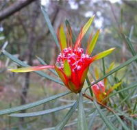 Glenbrook Native Plant Reserve and Nursery - Attractions