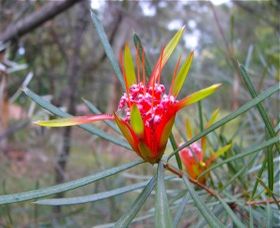 Glenbrook Native Plant Reserve And Nursery - Attractions 0