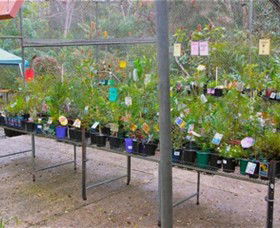 Glenbrook Native Plant Reserve And Nursery - Attractions 3