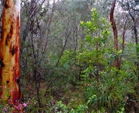 Glenbrook Native Plant Reserve And Nursery - Attractions 2