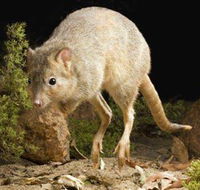 Kanyana Wildlife Rehabilitation Centre - Attractions