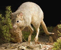 Kanyana Wildlife Rehabilitation Centre