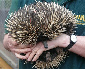 Kanyana Wildlife Rehabilitation Centre - Attractions 2