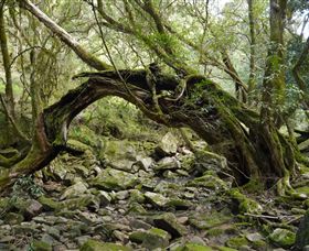 Mitchell River Walking Track - Attractions 0