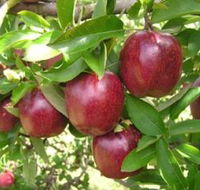 Top 40 Orchard - Attractions