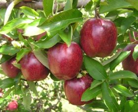 Top 40 Orchard - Attractions 0