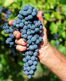Stonehurst Cedar Creek Vineyard - Attractions 5