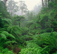 Tarra Bulga National Park - Attractions