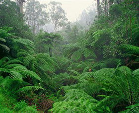 Tarra Bulga National Park - Attractions 0