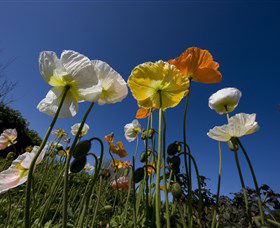 Hunter Valley Gardens - Attractions 3
