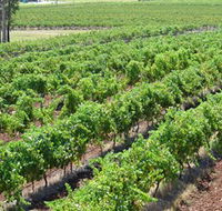 Pokolbin Brothers Wines Hunter Valley - Attractions