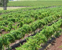 Pokolbin Brothers Wines Hunter Valley