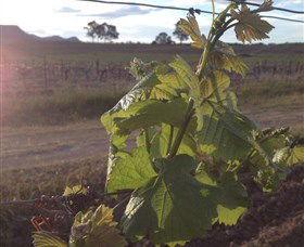 Drayton's Family Wines - Attractions Las Vegas 1